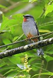 Rufous-throated Solitaireborder=